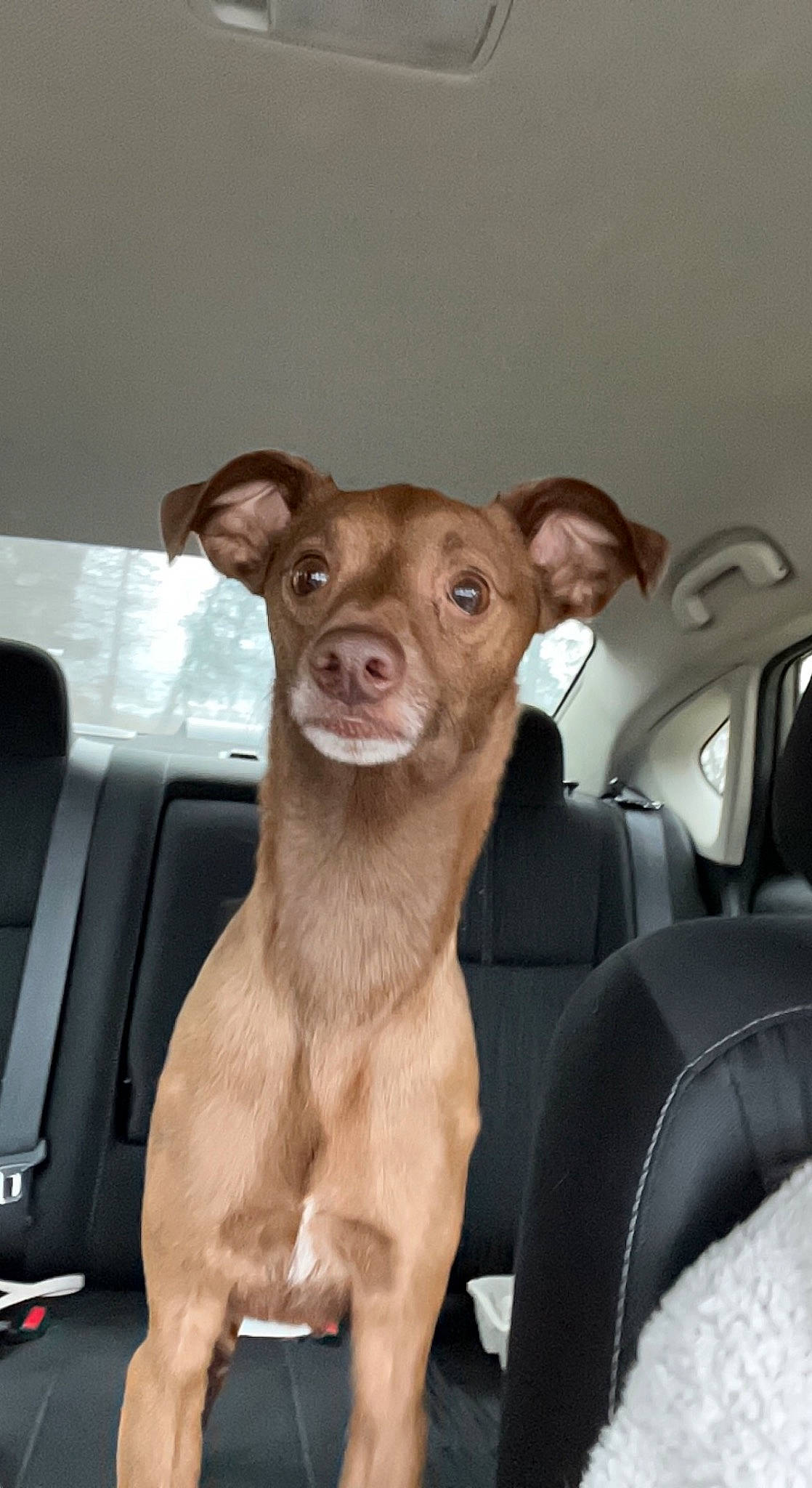 Cash is registered to the contest to win money with this photo: canidae, car_seat, carnivore, comfort, companion_dog, dog, dog_breed, fawn, fur, laptop, liver, puppy, snout, sporting_group, terrestrial_animal, toy_dog, whiskers, window, windshield, working_animal