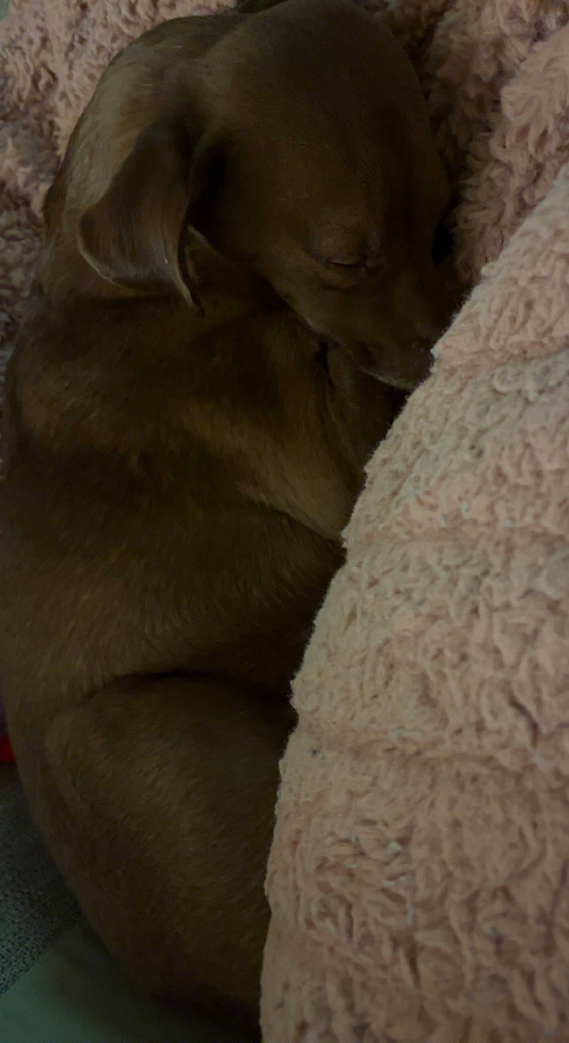 Cash joined the competition — help win amazing prizes! art, canidae, carnivore, comfort, companion_dog, dog, dog_breed, fawn, fur, linens, liver, non_sporting_group, rock, snout, sporting_group, tail, terrestrial_animal, wildlife, working_animal