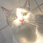 Astro is registered to the contest to win money with this photo: cat, animal, pet, close_up, green_eyes, black_and_white, fur, whiskers, face, portrait, indoor, floor_tiles, sunlight, shadow, cute, curious, domestic_animal, feline, bright_light, looking_up