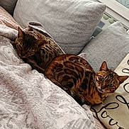 Plume participe au concours pour gagner de l'argent avec cette photo : cat, bengal_cat, pet, indoor, cozy, blanket, pillow, resting, relaxed, fur, patterned, animal, two_animals, companion, cute, feline, green_eyes, soft, home, comfort