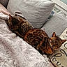 cat, bengal_cat, pet, indoor, cozy, blanket, pillow, resting, relaxed, fur, patterned, animal, two_animals, companion, cute, feline, green_eyes, soft, home, comfort