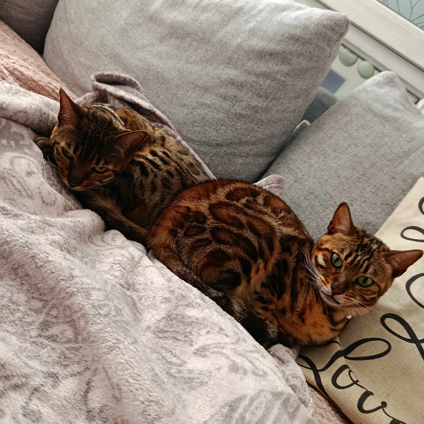Plume participe au concours pour gagner de l'argent avec cette photo : cat, bengal_cat, pet, indoor, cozy, blanket, pillow, resting, relaxed, fur, patterned, animal, two_animals, companion, cute, feline, green_eyes, soft, home, comfort