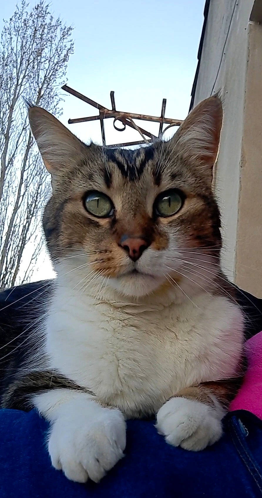 Tom participe au concours pour gagner de l'argent avec cette photo : building, carnivore, cat, domestic_short_haired_cat, felidae, fur, house, paw, photo_caption, sky, small_to_medium_sized_cats, snout, tail, tree, twig, whiskers, window