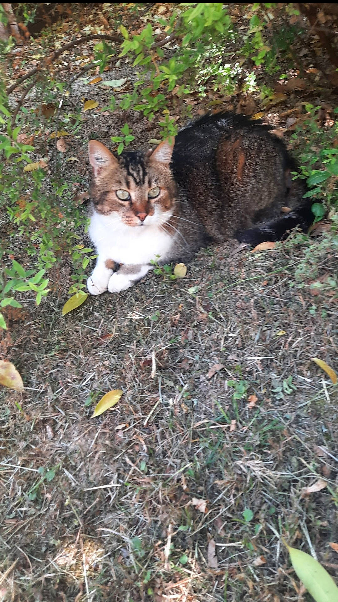 Tom a rejoint le concours — aidez-le/la à gagner de superbes lots ! carnivore, cat, domestic_short_haired_cat, fawn, felidae, fur, grass, groundcover, plant, small_to_medium_sized_cats, snout, soil, tail, terrestrial_animal, tree, whiskers, wildlife