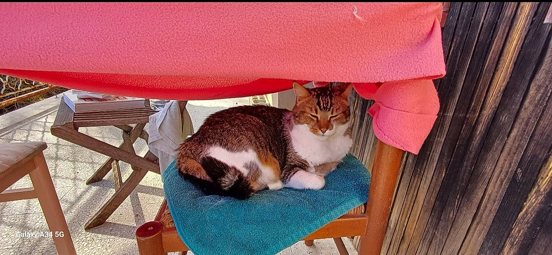 Tom a rejoint le concours — aidez-le/la à gagner de superbes lots ! carnivore, cat, cat_supply, chair, comfort, domestic_short_haired_cat, fashion_accessory, fawn, felidae, fur, grass, hardwood, outdoor_furniture, peach, pet_supply, sitting, small_to_medium_sized_cats, tail, whiskers, wood