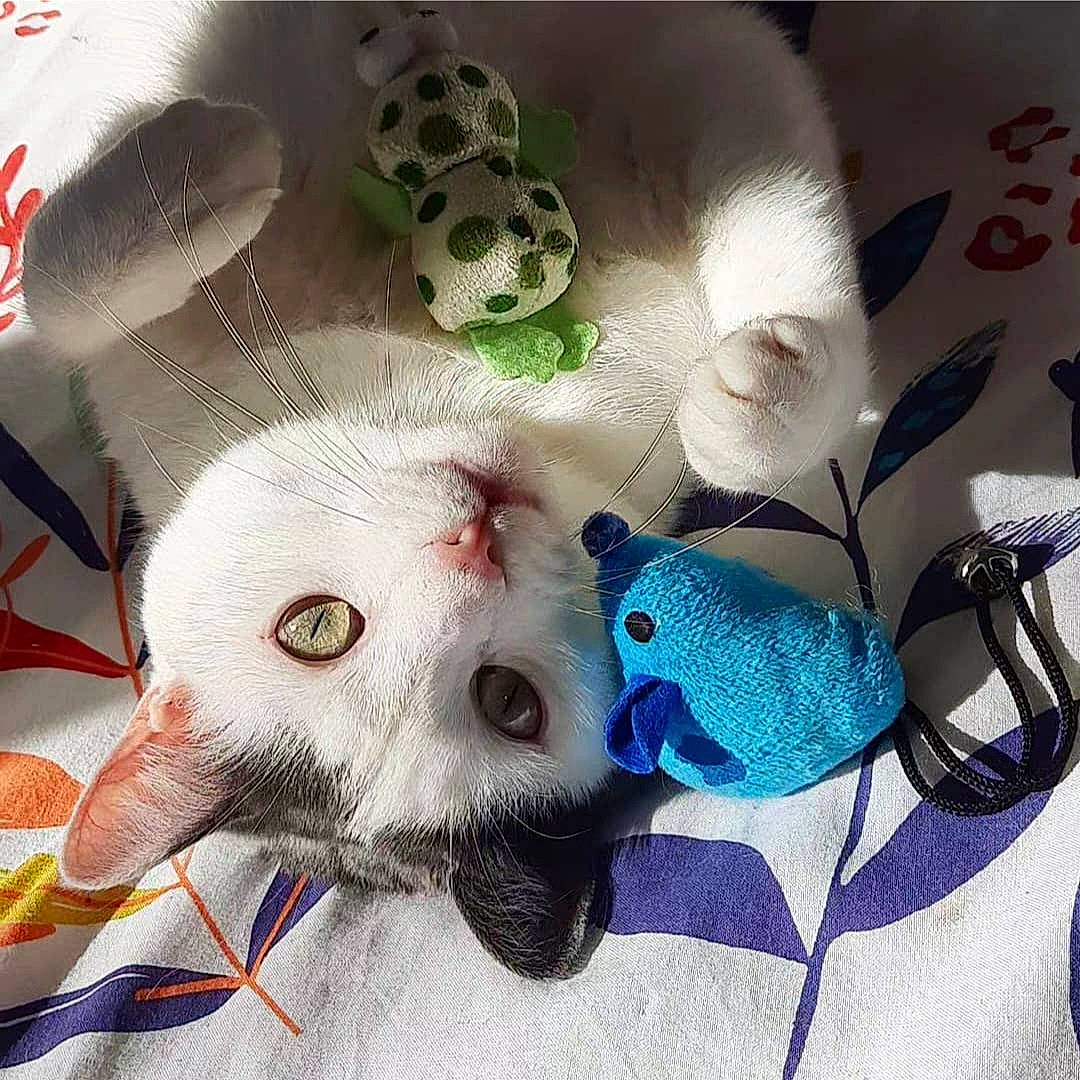 Fifilou a rejoint le concours — aidez-le/la à gagner de superbes lots ! art, cat, comfort_food, craft, creative_arts, dishware, electric_blue, fashion_accessory, fawn, feather, felidae, fur, linens, organism, pattern, recipe, small_to_medium_sized_cats, tail, visual_arts, whiskers