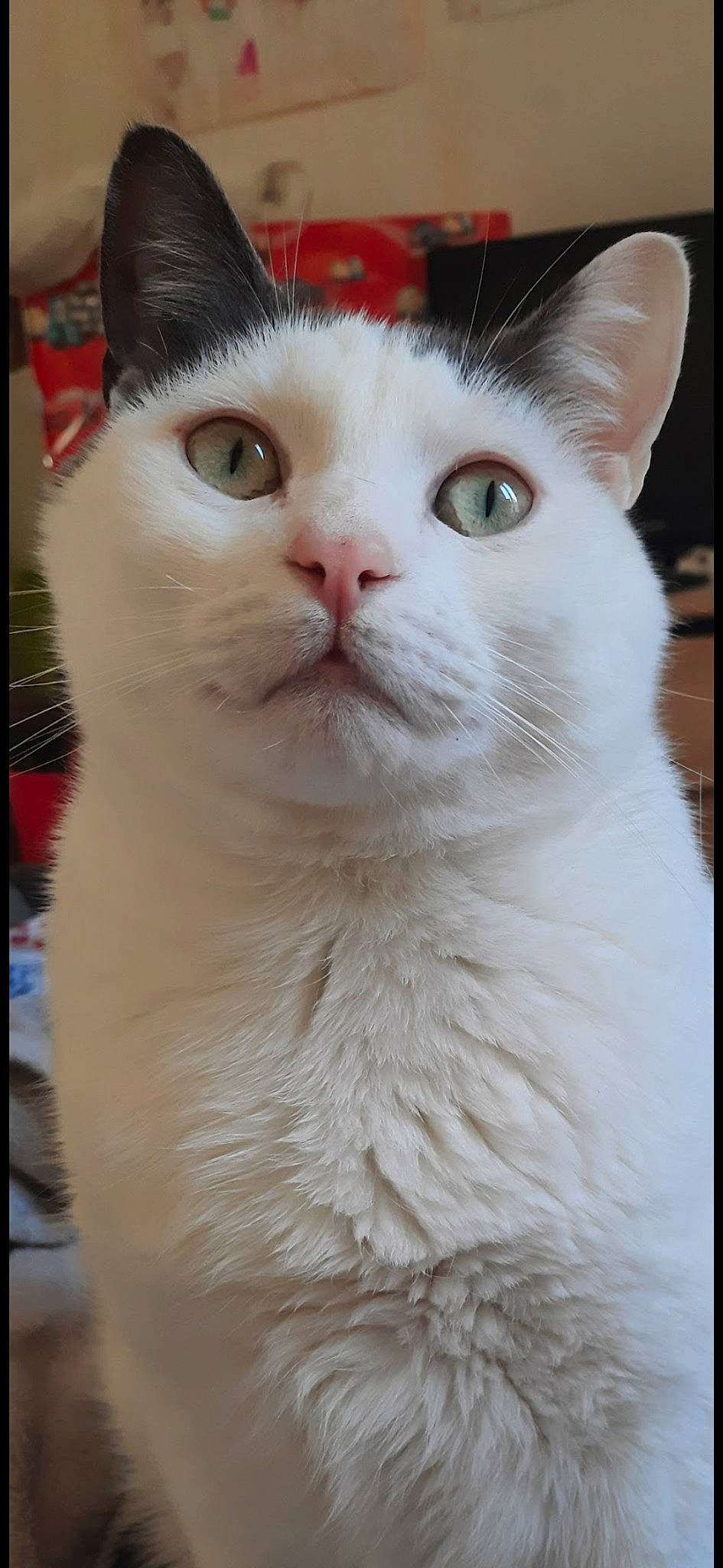 Fifilou a rejoint le concours — aidez-le/la à gagner de superbes lots ! carnivore, cat, domestic_short_haired_cat, felidae, fur, small_to_medium_sized_cats, whiskers, window