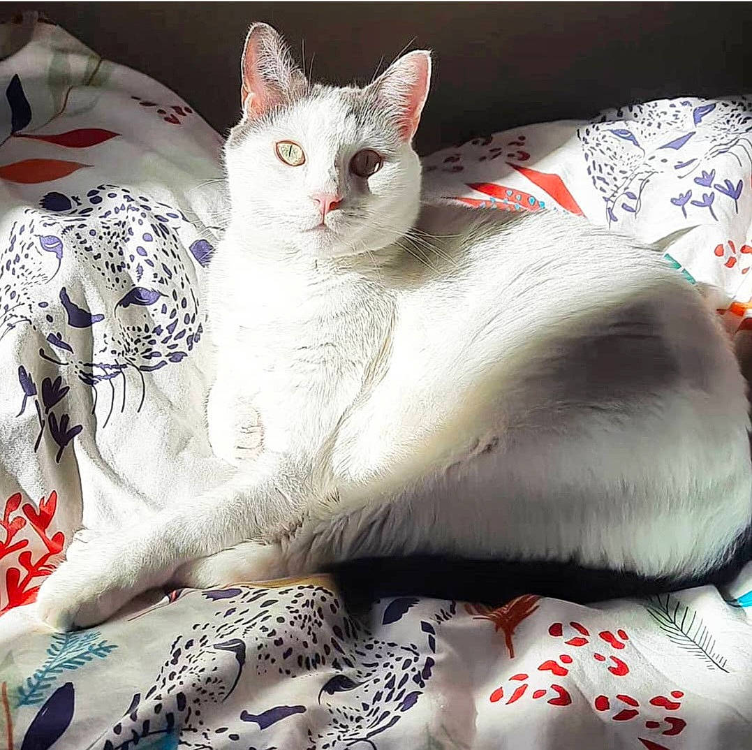 Fifilou a rejoint le concours — aidez-le/la à gagner de superbes lots ! carnivore, cat, cat_supply, comfort, domestic_short_haired_cat, felidae, fur, linens, pattern, paw, small_to_medium_sized_cats, snout, whiskers, white