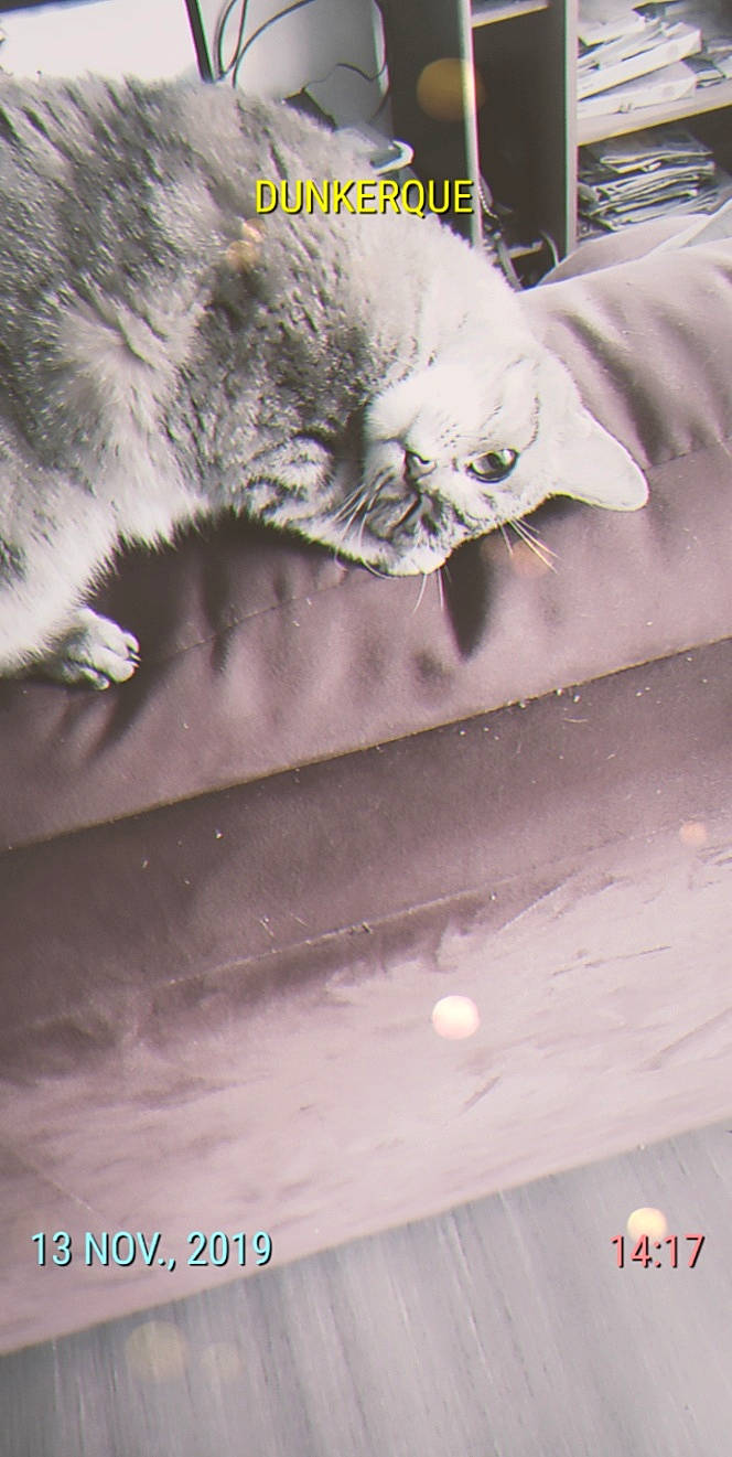 Jenny participe au concours pour gagner de l'argent avec cette photo : british_longhair, british_shorthair, burmilla, carnivore, cat, domestic_short_haired_cat, felidae, kitten, nebelung, persian, photo_caption, small_to_medium_sized_cats, whiskers