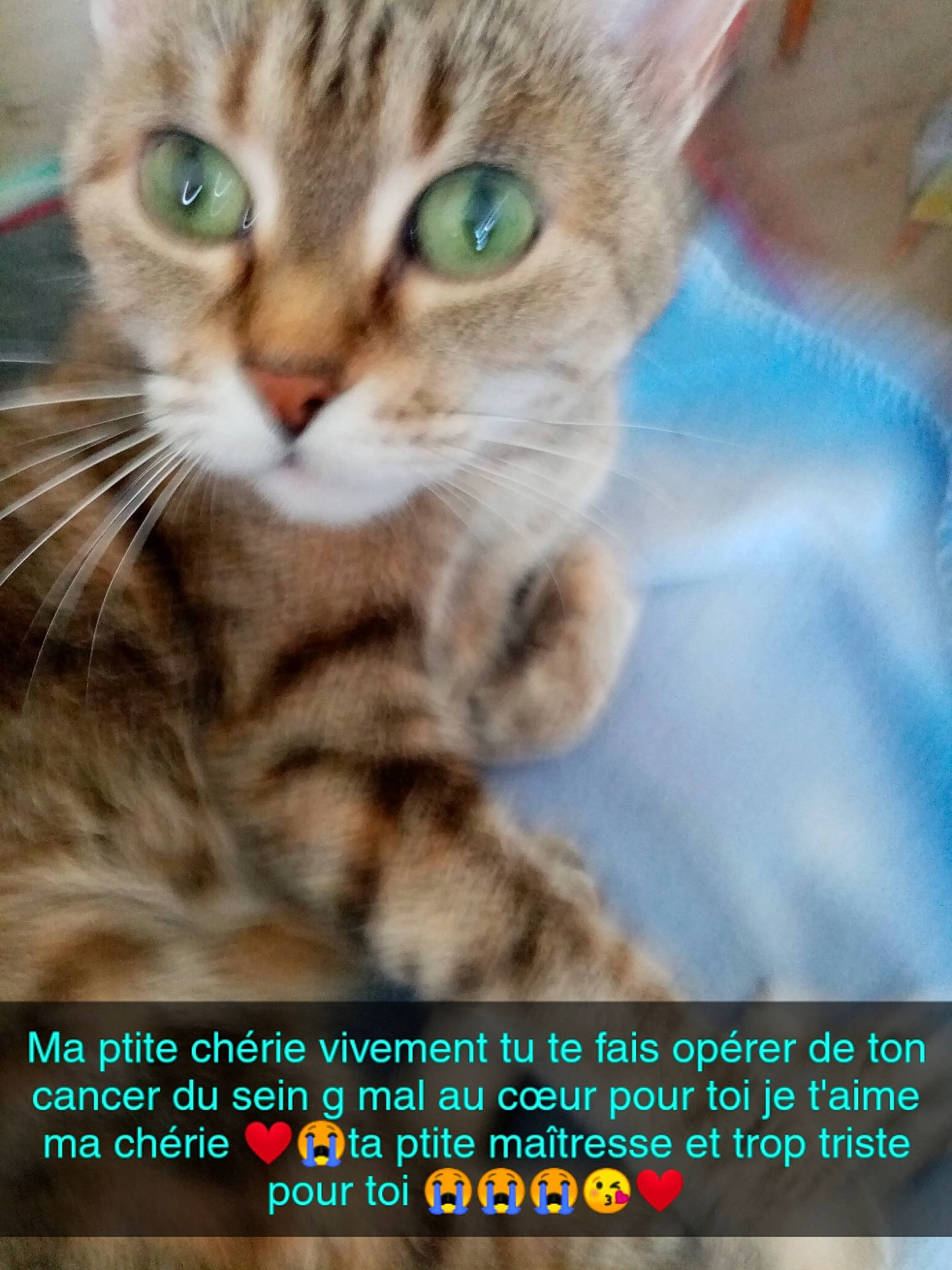 Jenny a rejoint le concours — aidez-le/la à gagner de superbes lots ! aegean_cat, american_shorthair, asian, australian_mist, california_spangled, carnivore, cat, domestic_short_haired_cat, dragon_li, european_shorthair, felidae, kitten, photo_caption, photography, pixie_bob, small_to_medium_sized_cats, snout, tabby_cat, toyger, whiskers