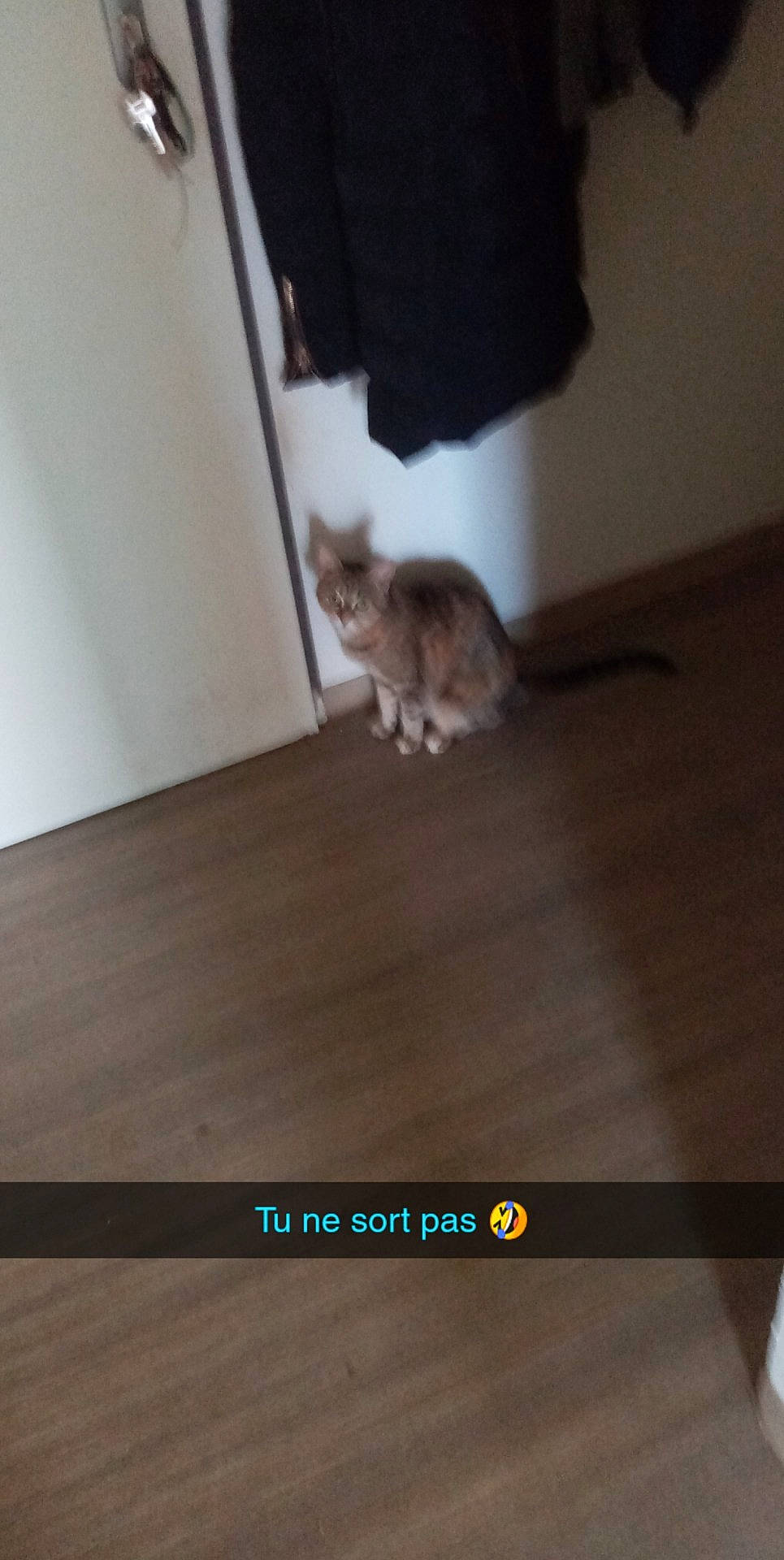 Jenny participe au concours pour gagner de l'argent avec cette photo : american_shorthair, bengal, carnivore, cat, domestic_short_haired_cat, european_shorthair, felidae, floor, flooring, hardwood, kitten, laminate_flooring, maine_coon, photo_caption, room, small_to_medium_sized_cats, tail, whiskers, wood, wood_flooring