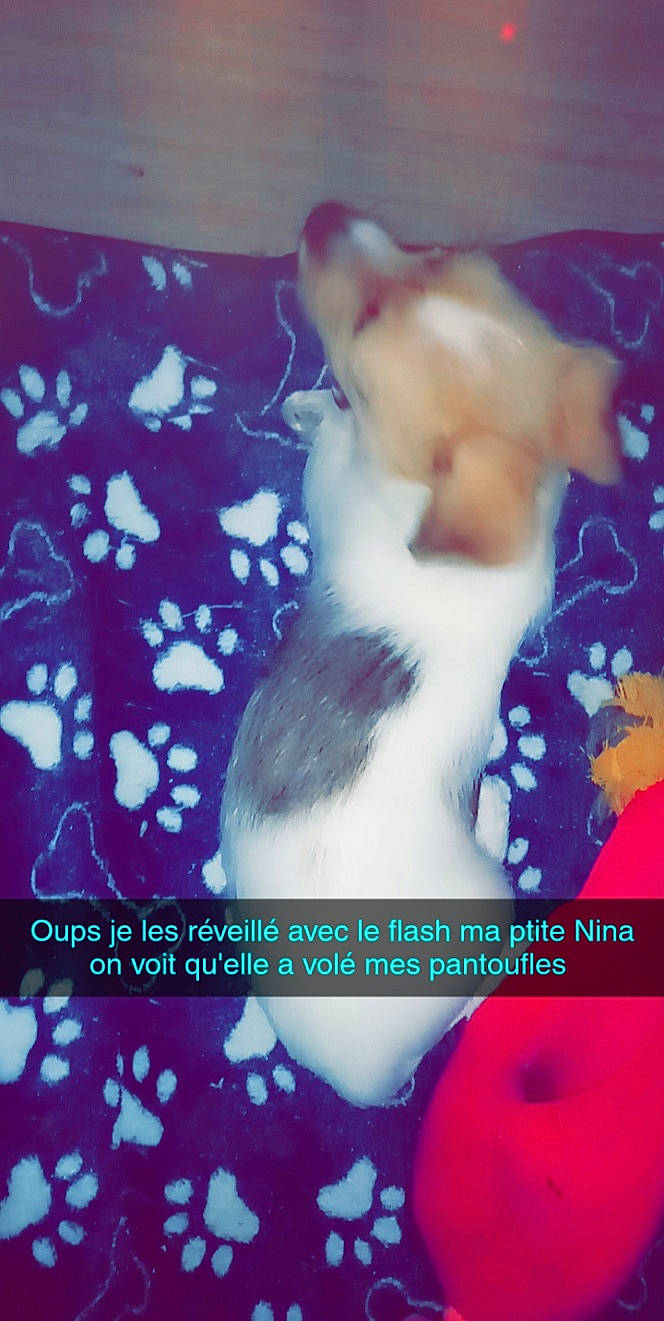 Nina Et Jenny participe au concours pour gagner de l'argent avec cette photo : canidae, carnivore, paw, photo_caption, tail