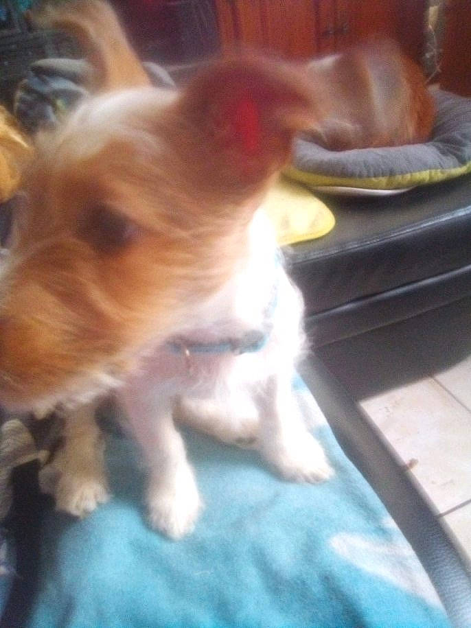 Nina participe au concours pour gagner de l'argent avec cette photo : canidae, carnivore, companion_dog, dog, dog_breed, fawn, fox_terrier, mammal, puppy, rare_breed_dog, vertebrate, yorkshire_terrier