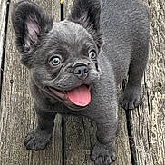 Drago is registered to the contest to win money with this photo: puppy, dog, gray_dog, pet, outdoor, wooden_deck, tongue_out, happy, ears, cute, animal, small_dog, playful, fur, walking, canine, adorable, closeup, standing, young