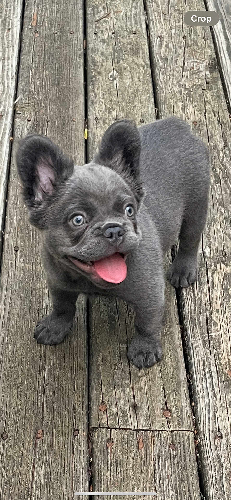 Drago is registered to the contest to win money with this photo: puppy, dog, gray_dog, pet, outdoor, wooden_deck, tongue_out, happy, ears, cute, animal, small_dog, playful, fur, walking, canine, adorable, closeup, standing, young