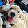 golden_retriever, puppy, dog, plush_toy, toy, car_interior, dashboard, hand, tongue_out, happy, cute, pet, animal, close_up, fur, cuddling, seat, person, soft, cozy