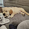 puppy, dog, sleeping, blanket, toy, soft, cozy, indoor, couch, pet, cute, resting, fur, animal, comfort, home, relaxation, knitted_toy, golden_retriever, peaceful