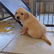 Bucky participe au concours pour gagner de l'argent avec cette photo : puppy, dog, golden_retriever, animal, pet, indoor, floor, tile, metal, ramp, gate, sitting, young, cute, fur, tail, small, light, looking, alone