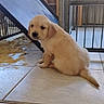 puppy, dog, golden_retriever, animal, pet, indoor, floor, tile, metal, ramp, gate, sitting, young, cute, fur, tail, small, light, looking, alone