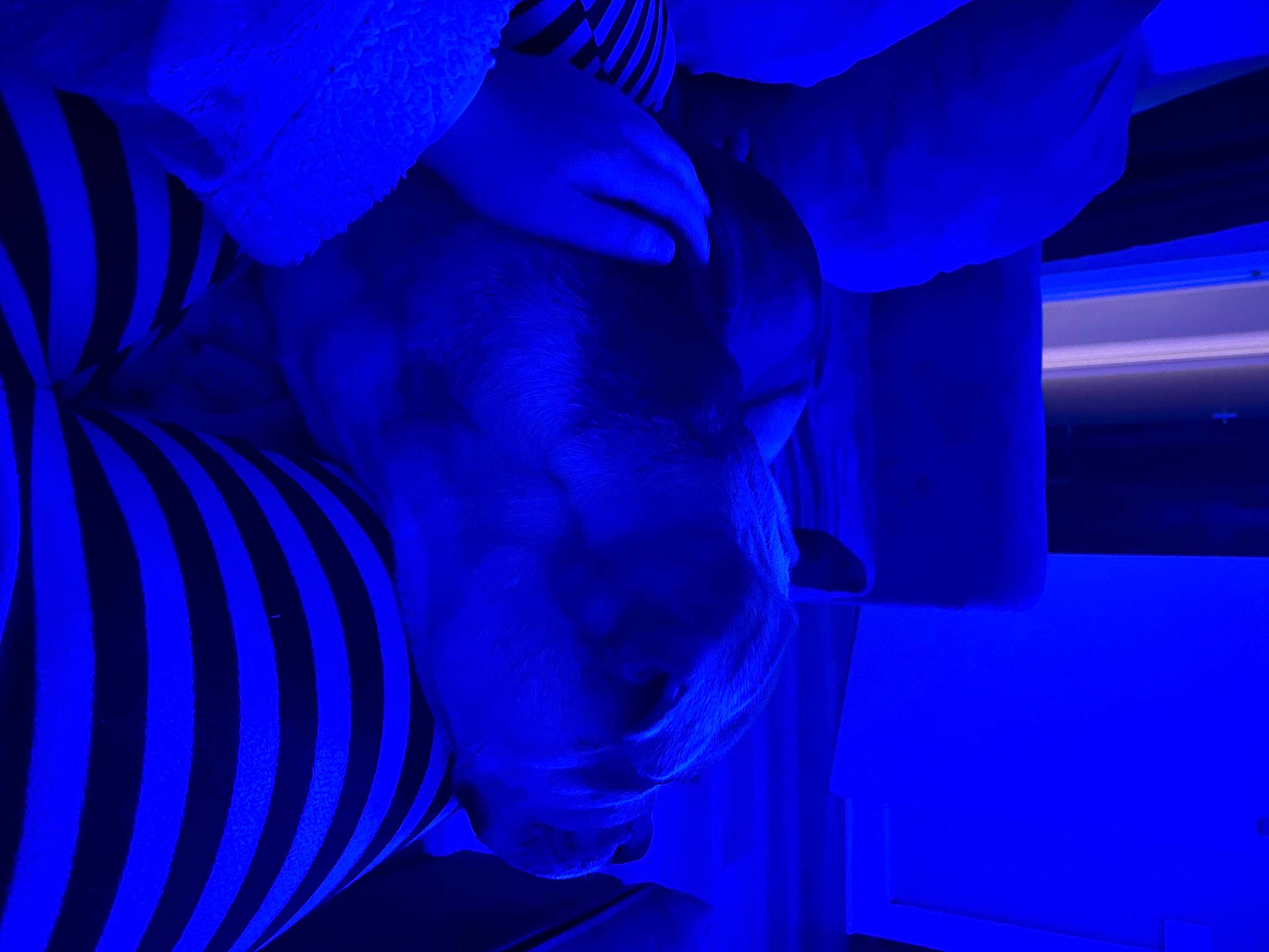 Bruce joined the competition — help win amazing prizes! art, azure, blue, electric_blue, graphics, magenta, pattern, petal, purple, sculpture, symmetry, transparent_material, violet, visual_arts, water