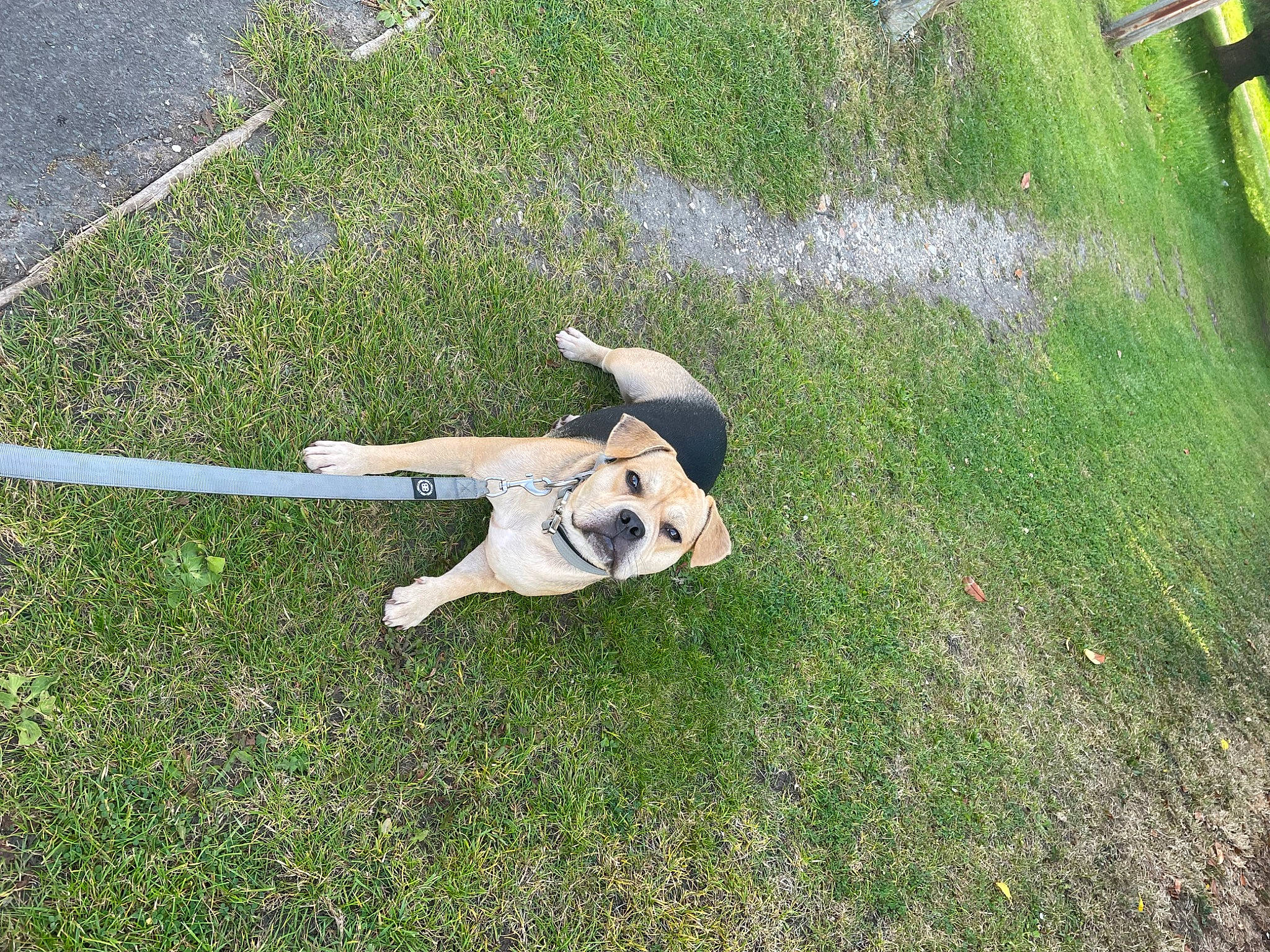 Bruce is registered to the contest to win money with this photo: aviation, canidae, companion_dog, dog_breed, fawn, grass, grassland, groundcover, lawn, leisure, light_aircraft, monoplane, pasture, plant, propeller, sporting_group, tail, terrestrial_animal, toy, wing