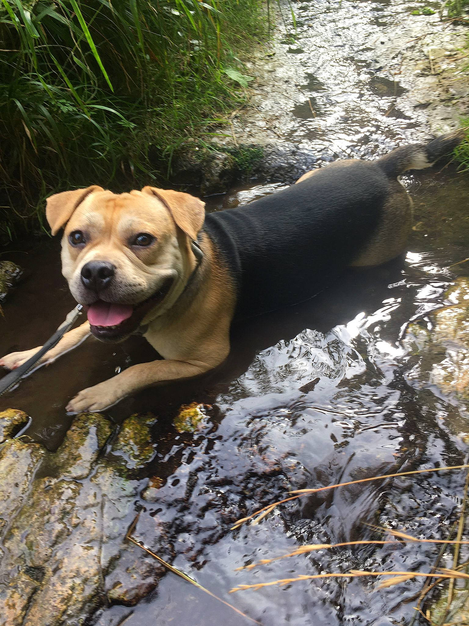 Bruce is registered to the contest to win money with this photo: adventure, canidae, carnivore, collar, companion_dog, dog, dog_breed, dog_collar, fawn, grass, liver, molosser, non_sporting_group, plant, snout, sporting_group, stream, water, working_animal, working_dog