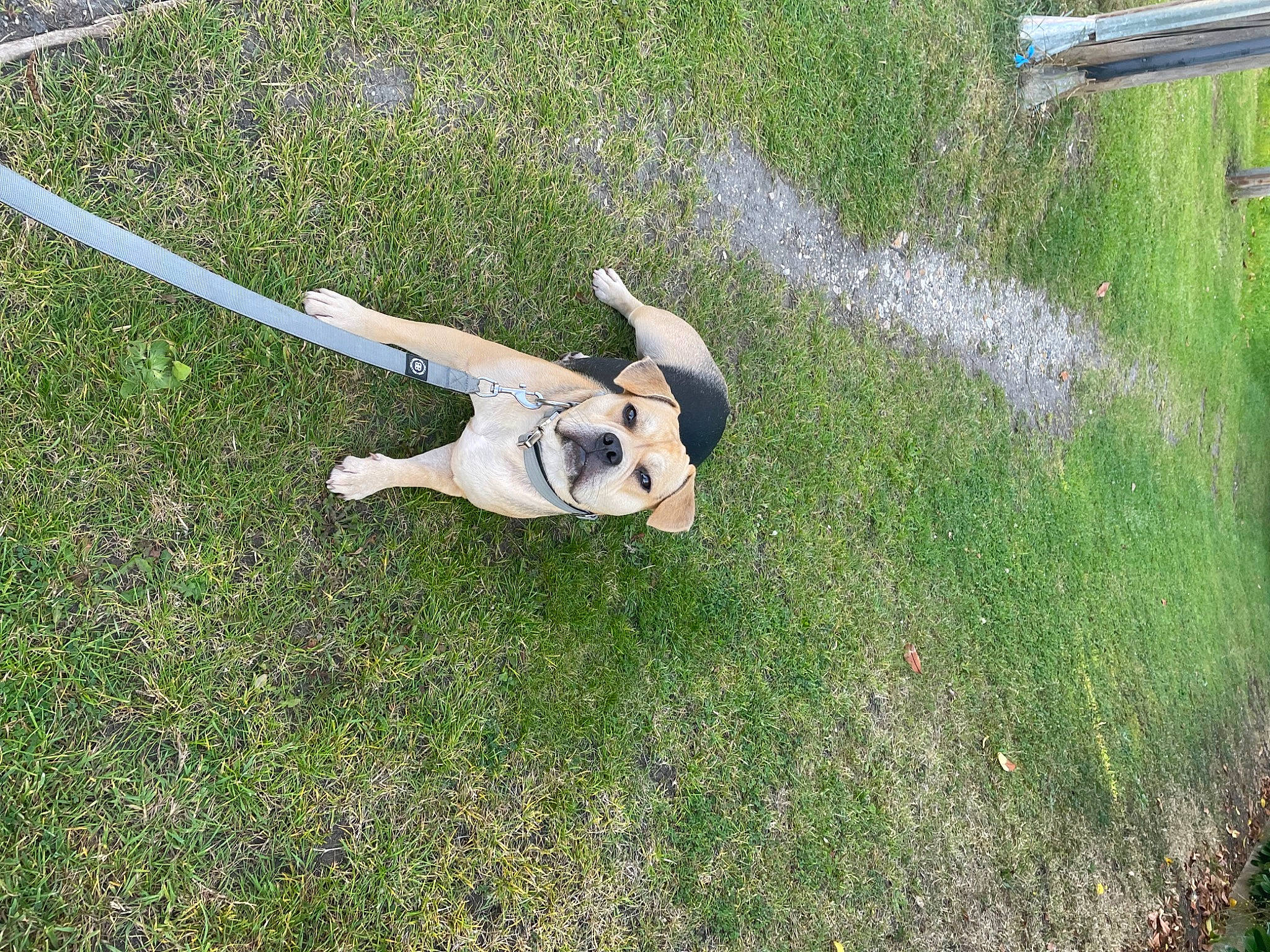 Bruce is registered to the contest to win money with this photo: canidae, carnivore, companion_dog, dog_breed, fawn, grass, grassland, groundcover, landscape, lawn, leisure, pasture, plant, recreation, shadow, shrub, soil, sporting_group, tail, wing