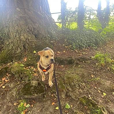 Bruce is registered to the contest to win money with this photo: carnivore, collar, companion_dog, dog, dog_breed, dog_collar, forest, grass, landscape, leash, natural_landscape, plant, sky, snout, soil, tail, tree, wood, woodland, working_animal