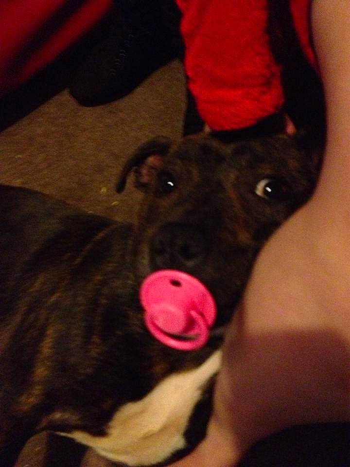 Bolt is registered to the contest to win money with this photo: canidae, carnivore, comfort, companion_dog, dog, dog_breed, dog_supply, ear, fawn, foot, fur, human_leg, magenta, nail, paw, snout, sporting_group, thigh, working_animal, wrist