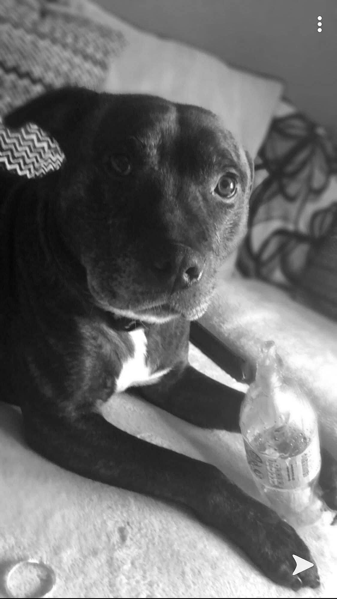 Bolt is registered to the contest to win money with this photo: bottle, canidae, carnivore, companion_dog, dog, dog_breed, ear, eye, fawn, fur, jaw, monochrome, monochrome_photography, snout, sporting_group, style, terrestrial_animal, toy_dog, whiskers, working_animal