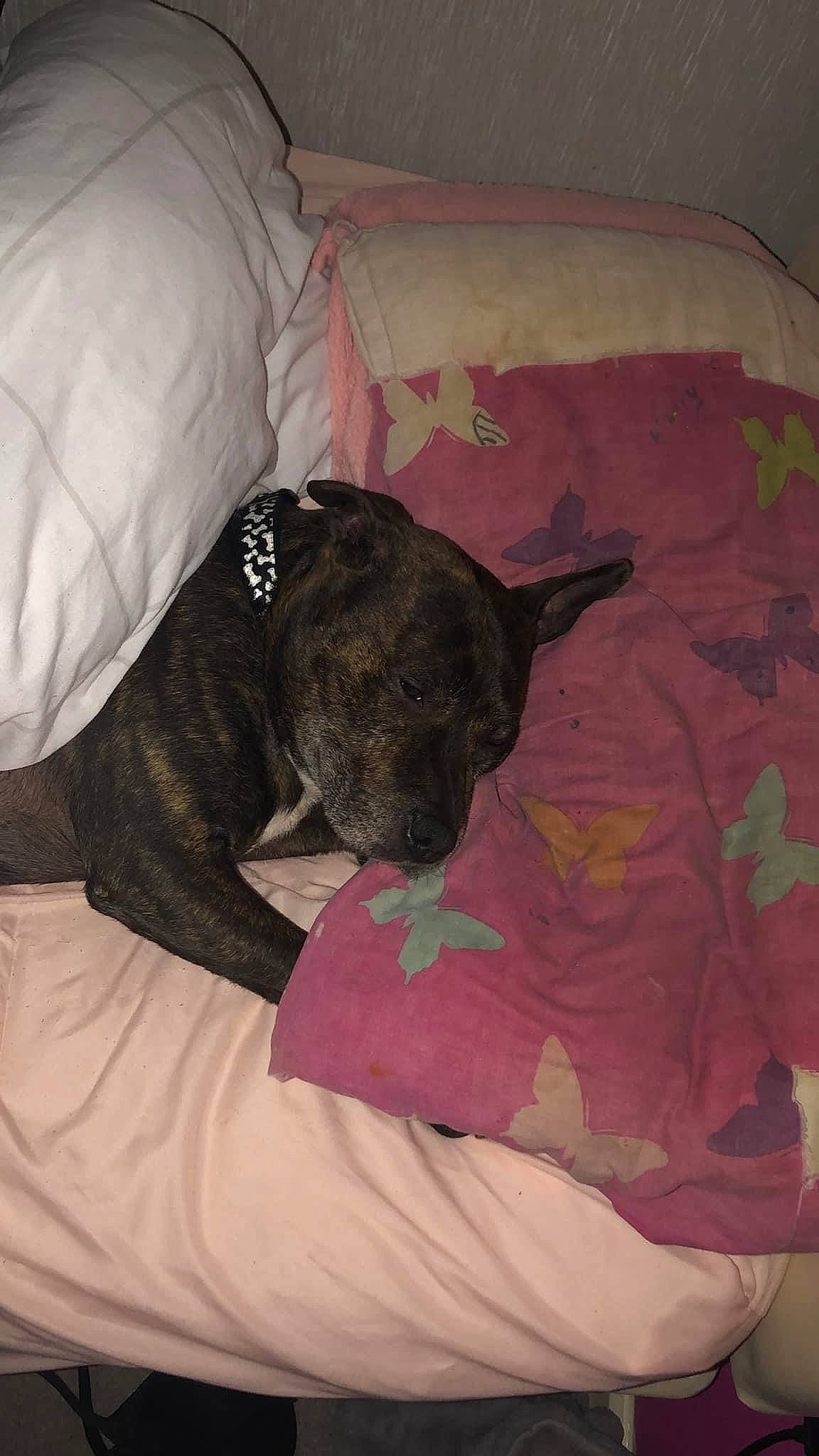 Bolt joined the competition — help win amazing prizes! bed_sheet, bedding, blanket, canidae, carmine, carnivore, comfort, companion_dog, dog, dog_breed, dog_supply, fawn, grey, linens, magenta, nap, pattern, sleeve, sporting_group, working_animal