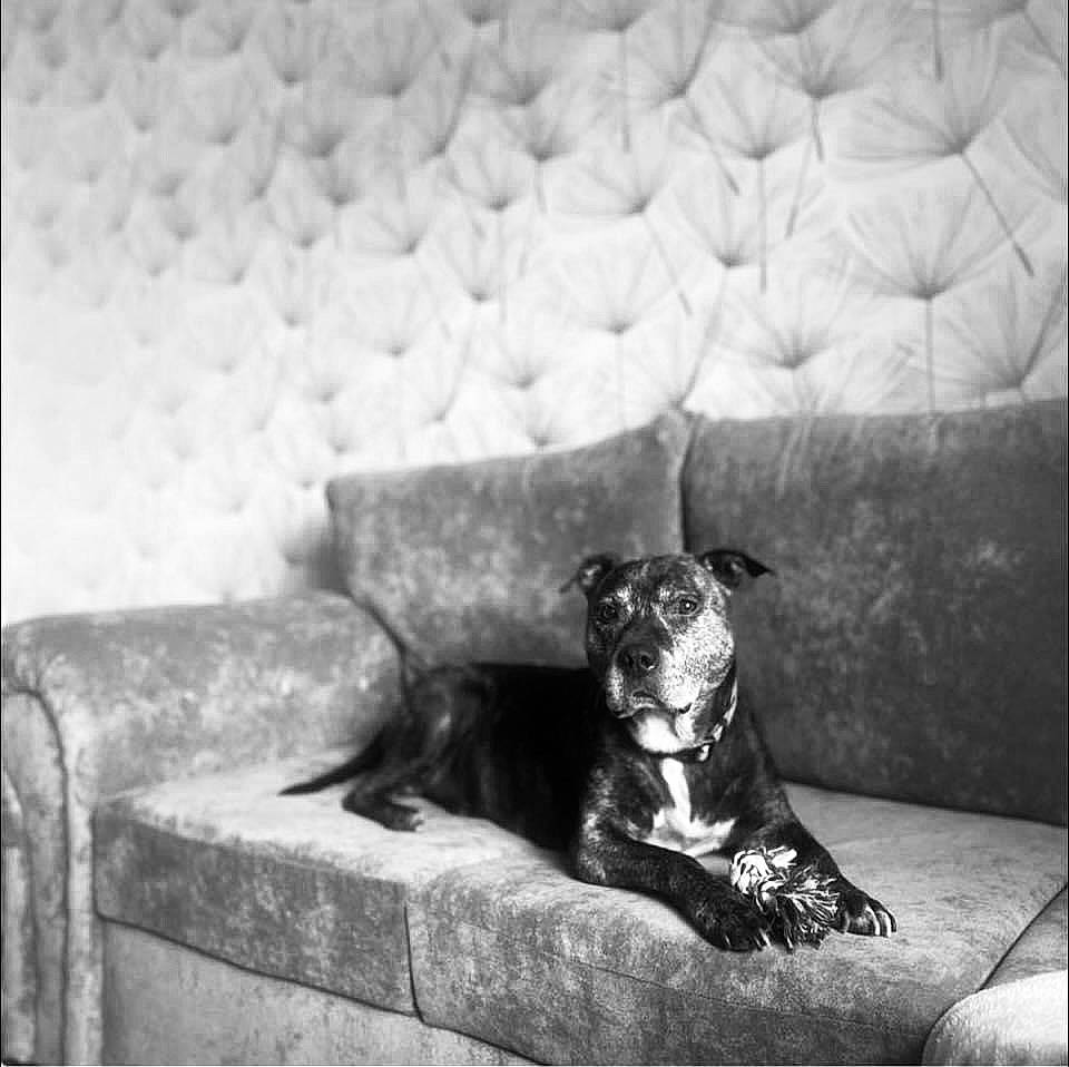 Bolt joined the competition — help win amazing prizes! black_and_white, carnivore, comfort, companion_dog, dog, dog_breed, grey, human_leg, monochrome, monochrome_photography, pet_supply, rectangle, snout, still_life_photography, style, terrestrial_animal, tints_and_shades, toy_dog, whiskers, working_animal