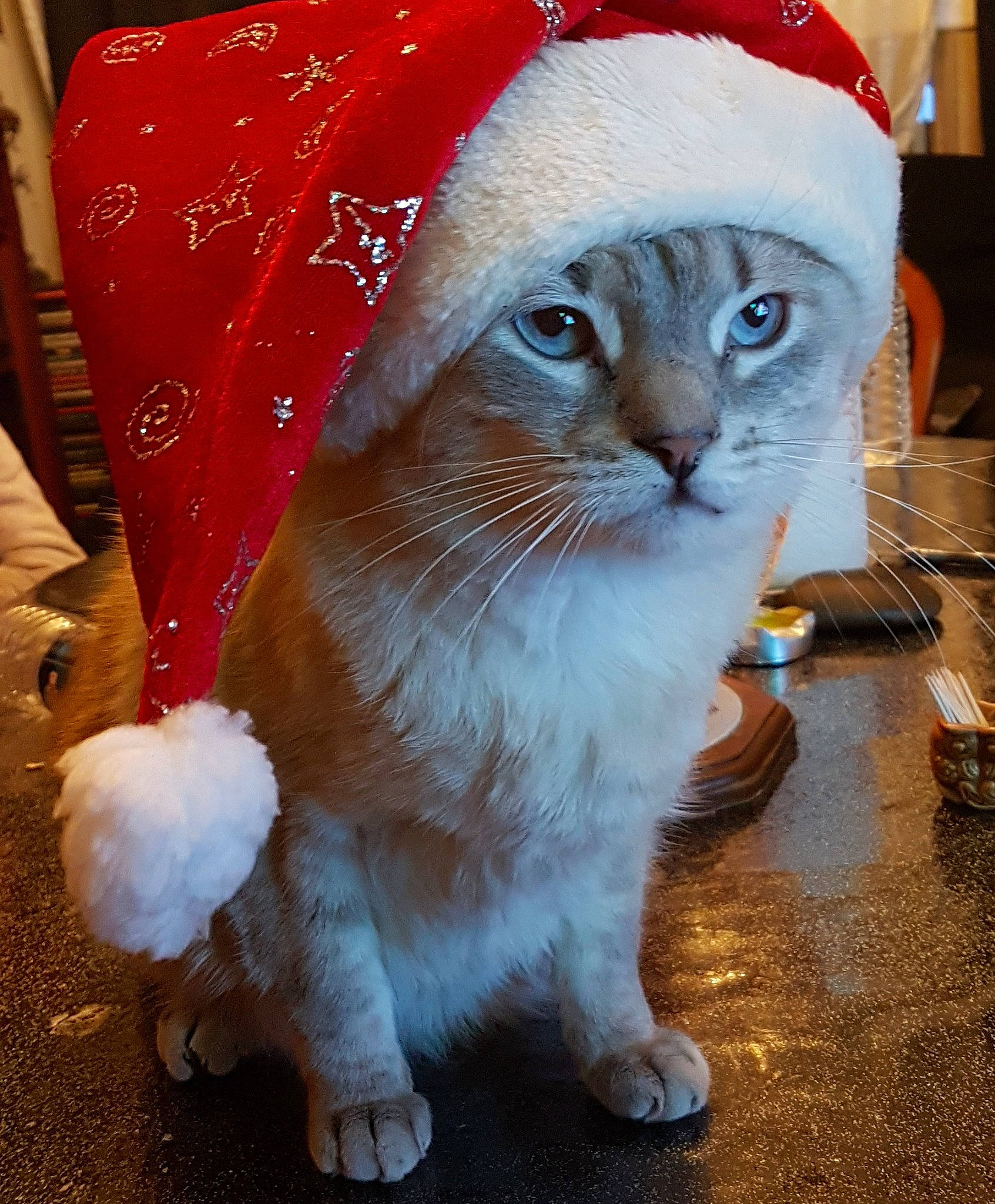 Felix participe au concours pour gagner de l'argent avec cette photo : carnivore, cat, christmas, christmas_eve, costume_hat, domestic_short_haired_cat, event, fawn, felidae, fictional_character, fur, hat, holiday, paw, santa_claus, small_to_medium_sized_cats, snout, tail, whiskers, window