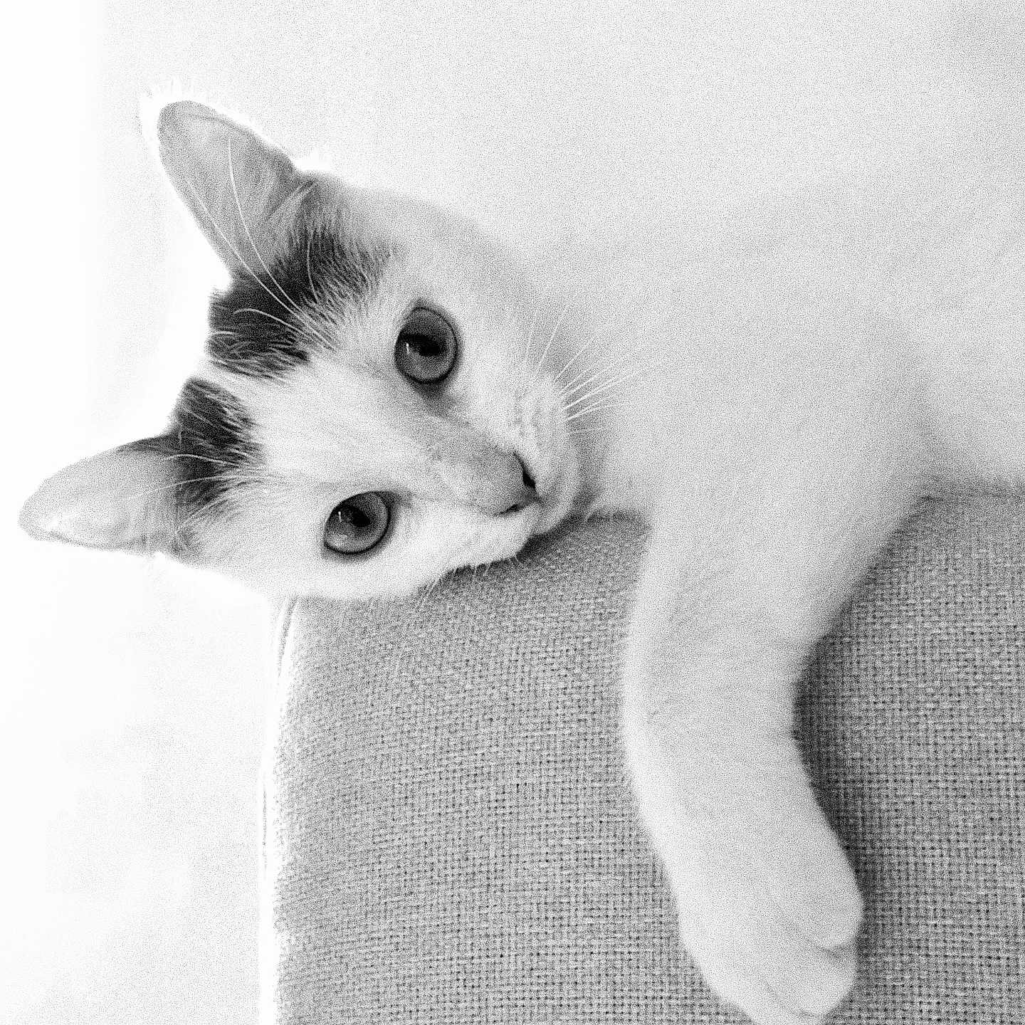 Taïki a rejoint le concours — aidez-le/la à gagner de superbes lots ! abyssinian, angora, animal, cat, chair, furniture, kitten, manx, person, pet, siamese, sleeping, white