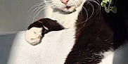 Pipette a rejoint le concours — aidez-le/la à gagner de superbes lots ! animal, black_and_white, cat, close_up, cute, eye_contact, feline, fur, green_plant, indoor, nature, paw, pet, portrait, relaxed, resting, shadow, sunlight, whiskers, white_surface