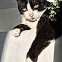 Pipette a rejoint le concours — aidez-le/la à gagner de superbes lots ! cat, black_and_white, paw, whiskers, sunlight, green_plant, relaxed, feline, indoor, close_up, pet, animal, cute, fur, white_surface, shadow, nature, eye_contact, portrait, resting