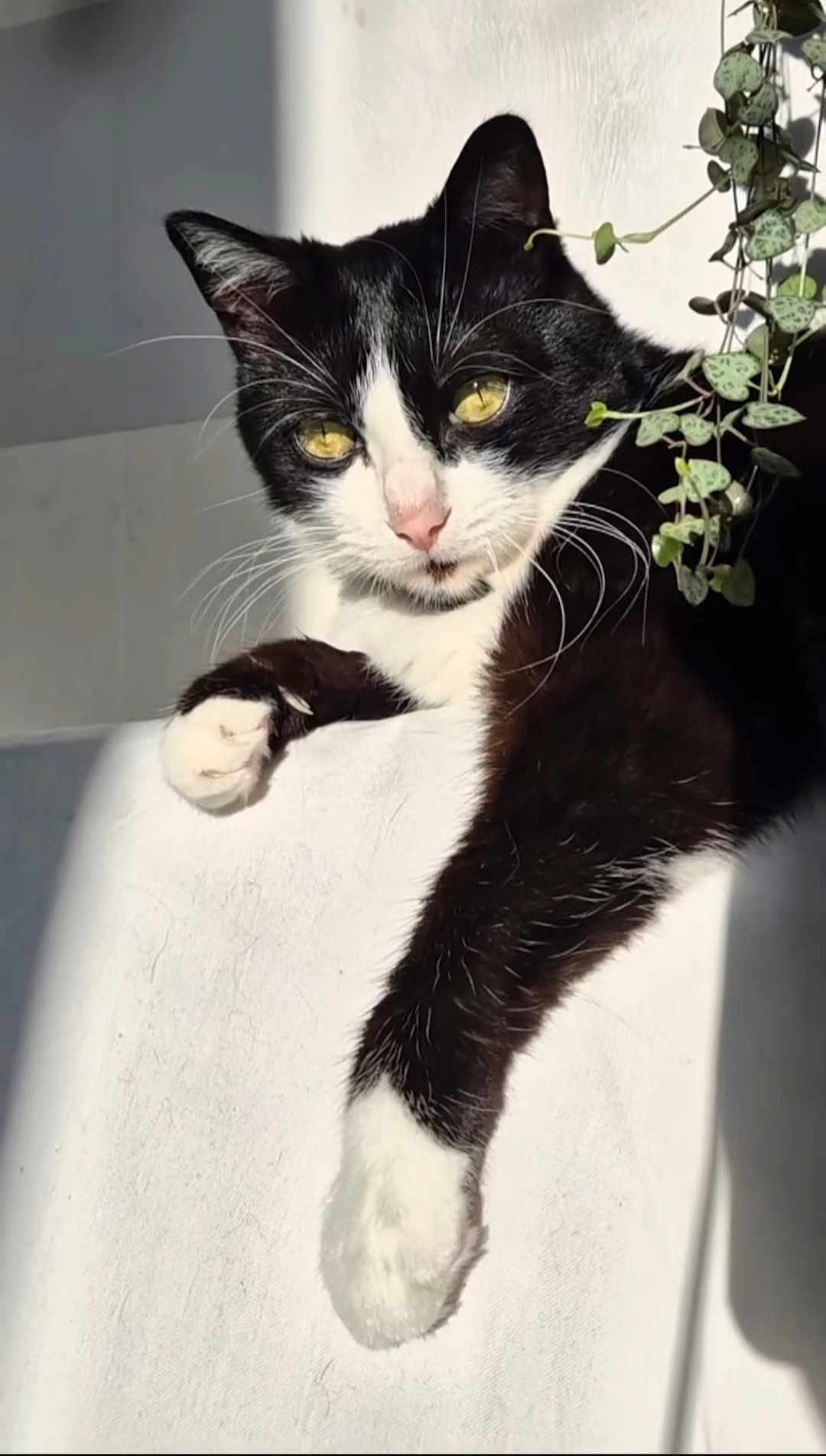 Pipette a rejoint le concours — aidez-le/la à gagner de superbes lots ! cat, black_and_white, paw, whiskers, sunlight, green_plant, relaxed, feline, indoor, close_up, pet, animal, cute, fur, white_surface, shadow, nature, eye_contact, portrait, resting