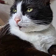 Pipette participe au concours pour gagner de l'argent avec cette photo : cat, black_and_white, green_eyes, close_up, indoor, knitwear, striped, resting, pet, feline, whiskers, fur, calm, domestic_cat, portrait, animal, cute, cozy, soft_focus, relaxed