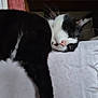 Pipette participe au concours pour gagner de l'argent avec cette photo : cat, black_and_white, sleeping, paw, indoor, feline, relaxed, whiskers, fur, close_up, bed, home, resting, animal, pet, cozy, quiet, soft, nap, domestic