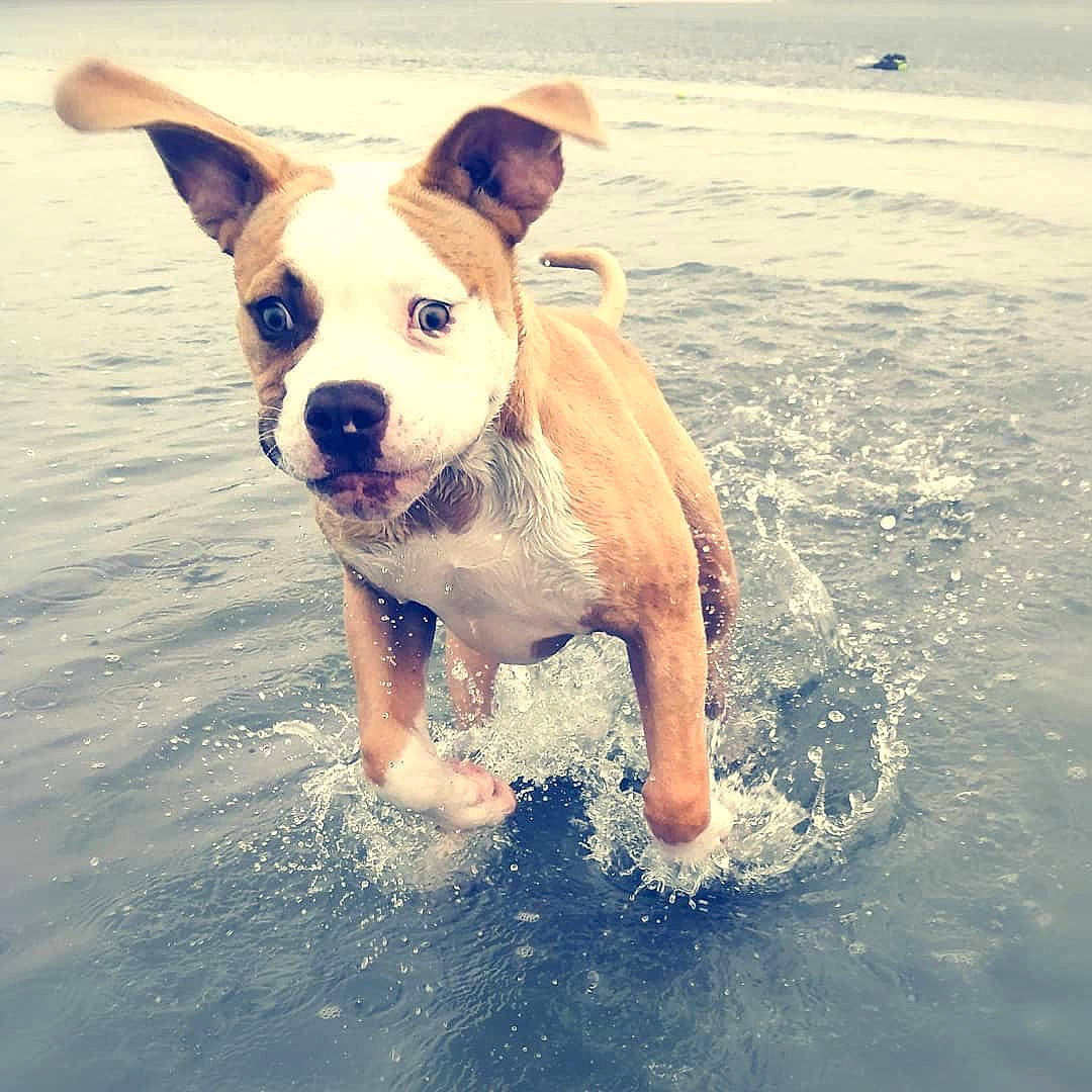 Gunter participe au concours pour gagner de l'argent avec cette photo : american_staffordshire_terrier, canidae, carnivore, cloud, dog, dog_breed, dog_collar, ear, fawn, mammal, mountain, non_sporting_group, nose, ocean, potcake_dog, puppy, sea, sky, snout, summer