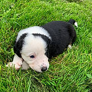 Mystic participe au concours pour gagner de l'argent avec cette photo : puppy, dog, grass, black_and_white, cute, outdoor, young, pet, animal, fur, nature, lying_down, small, adorable, canine, playful, mammal, green, field, resting