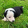 puppy, dog, grass, black_and_white, cute, outdoor, young, pet, animal, fur, nature, lying_down, small, adorable, canine, playful, mammal, green, field, resting