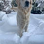 dog, golden_retriever, snow, winter, outdoor, animal, pet, canine, fur, nature, path, trees, bushes, cold, white, forest, landscape, walking, daytime, mammal