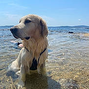 Koby participe au concours pour gagner de l'argent avec cette photo : dog, golden_retriever, water, beach, wet, calm, sea, sky, sunny, outdoor, animal, pet, nature, shallow_water, summer, canine, relaxed, daytime, sand, waves