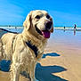 Koby a rejoint le concours — aidez-le/la à gagner de superbes lots ! dog, golden_retriever, beach, sand, ocean, water, sky, sunny, harness, pet, animal, outdoor, tongue_out, happy, canine, summer, vacation, shore, reflection, leash