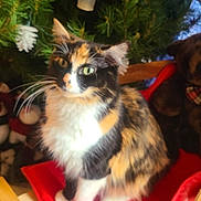 Gypsy is registered to the contest to win money with this photo: blurred, calico, cat, christmas_tree, cozy, decorations, feline, festive, furry, green_eyes, holiday, indoor, ornaments, pet, plant, red_cushion, soft_light, warm, whiskers, wooden_chair