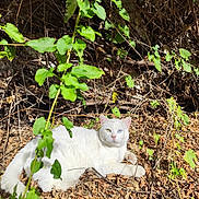 Snowie a rejoint le concours — aidez-le/la à gagner de superbes lots ! cat, white_cat, heterochromia, outdoor, nature, leaves, dry_leaves, green_leaves, sunlight, animal, pet, relaxing, lying_down, feline, wildlife, branch, twigs, forest_floor, daylight, closeup