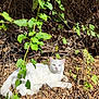 cat, white_cat, heterochromia, outdoor, nature, leaves, dry_leaves, green_leaves, sunlight, animal, pet, relaxing, lying_down, feline, wildlife, branch, twigs, forest_floor, daylight, closeup