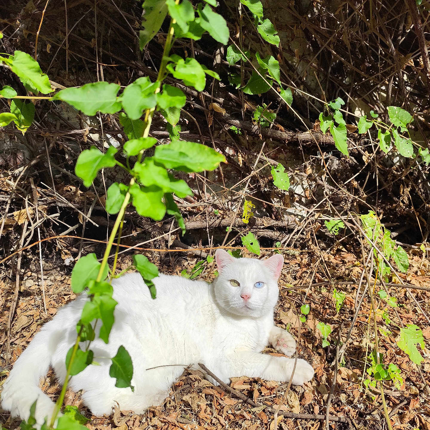 Snowie a rejoint le concours — aidez-le/la à gagner de superbes lots ! animal, branch, cat, closeup, daylight, dry_leaves, feline, forest_floor, green_leaves, heterochromia, leaves, lying_down, nature, outdoor, pet, relaxing, sunlight, twigs, white_cat, wildlife