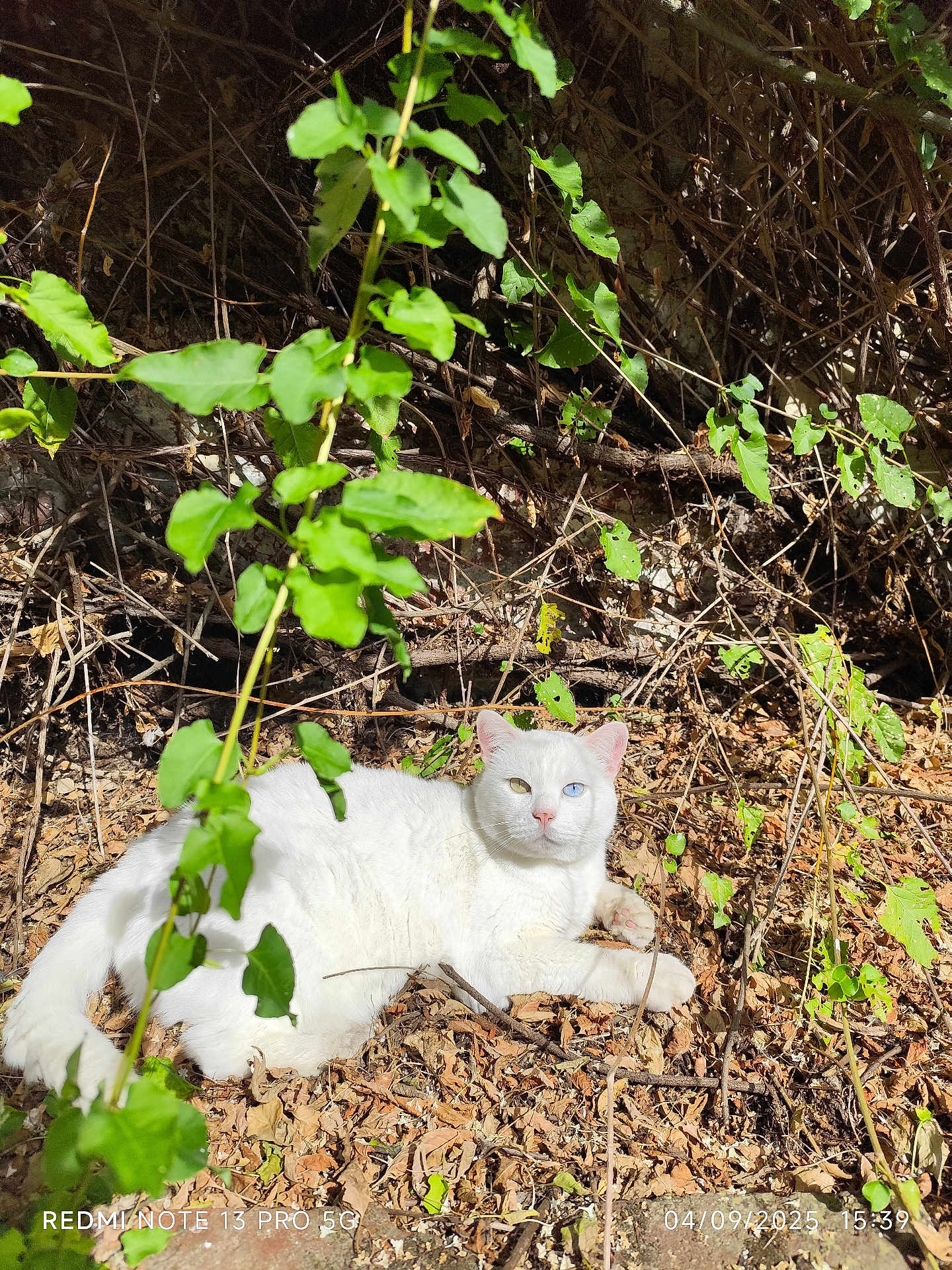Snowie a rejoint le concours — aidez-le/la à gagner de superbes lots ! cat, white_cat, heterochromia, outdoor, nature, leaves, dry_leaves, green_leaves, sunlight, animal, pet, relaxing, lying_down, feline, wildlife, branch, twigs, forest_floor, daylight, closeup